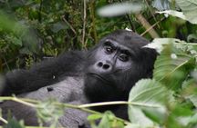 Three Days Gorilla Safaris In Uganda
