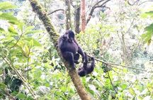Seven Days One Wonderful Week Safari In Uganda