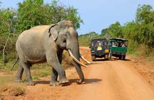 Safari at Udawalawe National Park