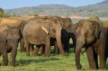 Safari at Udawalawe National Park