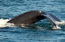 Dolphin and Whale Watching Sunset Cruise