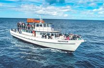 Dolphin and Whale Watching Sunset Cruise