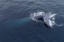 Dolphin and Whale Watching Sunset Cruise