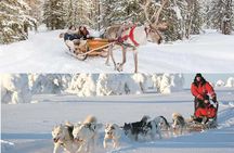 COMBO Private tour HUSKY and REINDEER Park by VIP car with guide 