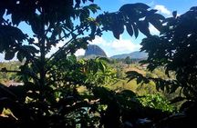 Guatape Rock & Coffee Tour & Picturesque Town: Private Tour