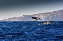 Whale Watching Dinner Cruise in Cabo San Lucas