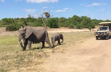 Chobe Full day Trip