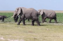 4 days Best of Kenya safaris (Tsavo East, Amboseli and Tsavo west.)