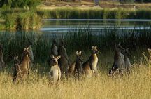 Canberra - The National Capital | Full Day Private Tour | Departs from Sydney