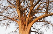 Game Drive in Zambezi National Park Morning or Afternoon