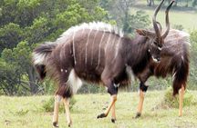 Kragga Kamma Game Park from Port Elizabeth 