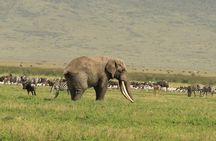 Day Trip to Ngorongoro Crater