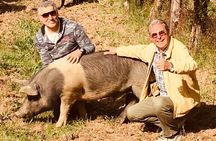 Visit to the Cinta Senese farm in Montepulciano