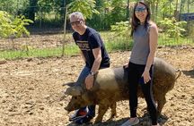 Visit to the Cinta Senese farm in Montepulciano