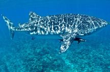 Swim with Whale Sharks in the Ningaloo Reef: 3 Island Shark Dive