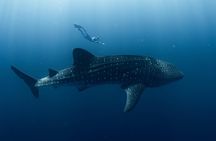 Swim with Whale Sharks in the Ningaloo Reef: 3 Island Shark Dive