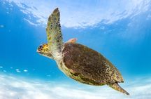 Swim with Whale Sharks in the Ningaloo Reef: 3 Island Shark Dive