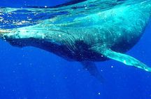 Whale Tour - Observe and swim with whales