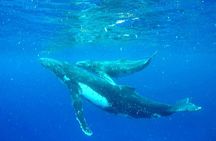 Whale Tour - Observe and swim with whales