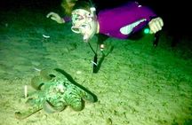 Night Snorkeling - Observation of octopus and other species