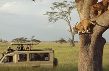Day Trip to Ngorongoro Crater