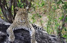 Day Trip to Ngorongoro Crater