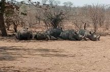 Short Rhino safari walk.