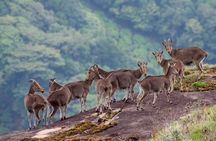 Tuk tuk safari to Eravikulam National park ( By Munnar Info)