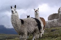 Cotopaxi Full Day Tour - All included - Guided hike and National Park entrance