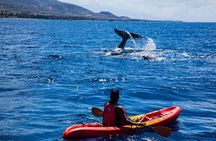Makena Whale Watching and Snorkel