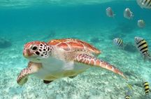Turtles and Cenote snorkeling activity from Riviera Maya