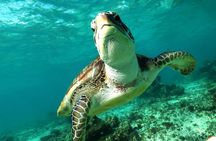 Turtles and Cenote snorkeling activity from Riviera Maya