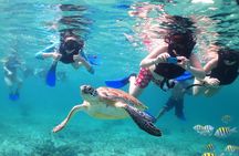 Turtles and Cenote snorkeling activity from Riviera Maya
