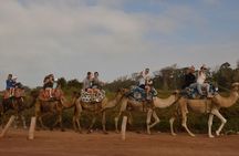 Camel riding in Agadir for Cruise ship Passengers