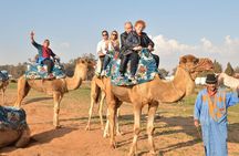 Camel riding in Agadir for Cruise ship Passengers