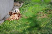 Private Day Tour:Xi'an Panda（QI ZAI） and Terracotta Warriors Museum