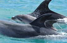 Carino Wildlife Cruises - Island and Wildlife Day Cruise