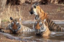 Kathmandu Pokhara & Chitwan Tour with Rafting -8 Days