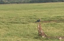 Private Jeep Safari at Minneriya National Park