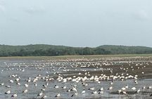 Private Jeep Safari at Minneriya National Park