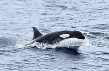 Bremer Bay Orca Experience