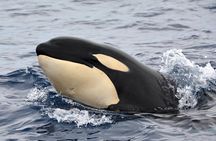 Bremer Bay Orca Experience