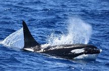 Bremer Bay Orca Experience
