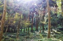 Chengdu Dujiangyan Leshan Buddha Tea Plantation and Sichuan Cooking 3 Days