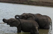 2 Days /1 Night safari to Mikumi