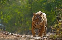 Private 6-Day Ranthambhore Tiger Tour including Delhi, Agra and Jaipur