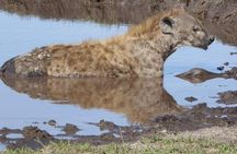 Chobe Day Trip