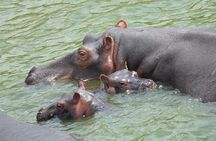 seven days exploring the pearl of Africa (Uganda)
