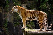 Delhi Agra Jaipur Tour with Ranthambore Wildlife Safari