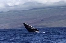 Oahu Whale Watching Excursion